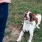 a dog laying down on grass