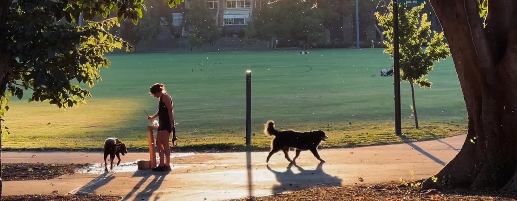 a person and two dogs on a path at a park